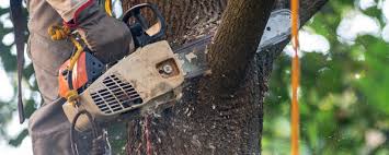 Leaf Removal in Grandview, MO